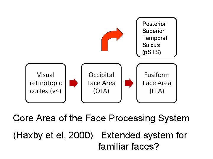 Posterior Superior Temporal Sulcus (p. STS) Core Area of the Face Processing System (Haxby