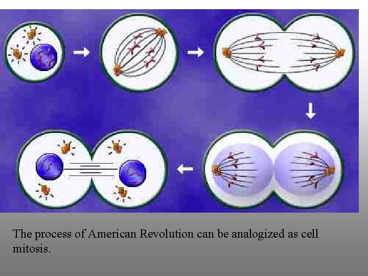 The process of American Revolution can be analogized as cell mitosis. 