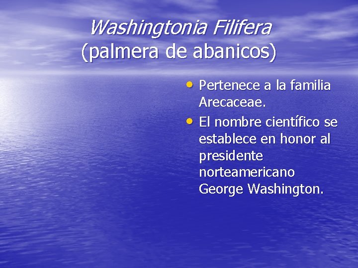 Washingtonia Filifera (palmera de abanicos) • Pertenece a la familia • Arecaceae. El nombre