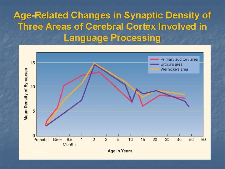 Age-Related Changes in Synaptic Density of Three Areas of Cerebral Cortex Involved in Language