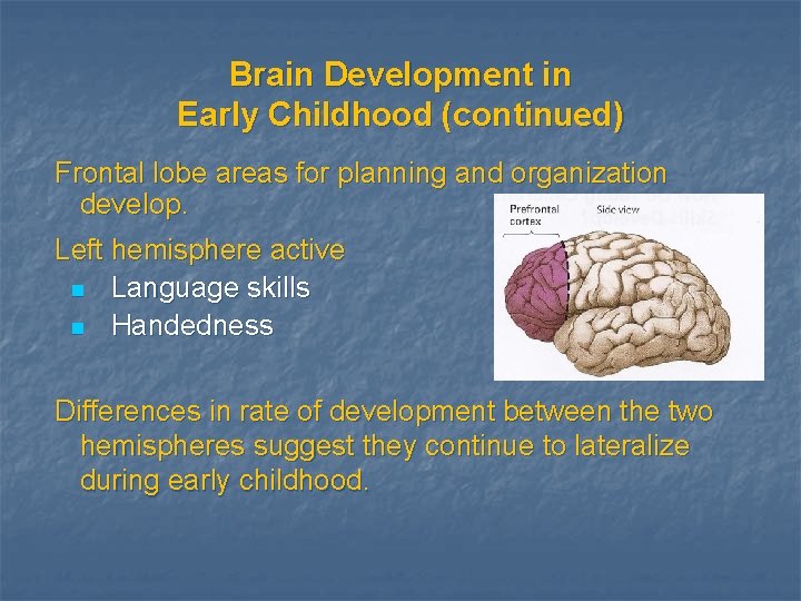 Brain Development in Early Childhood (continued) Frontal lobe areas for planning and organization develop.