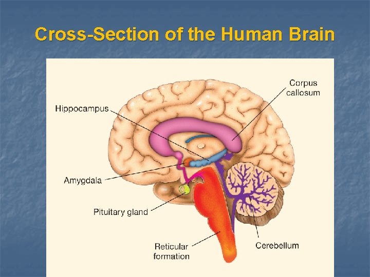 Cross-Section of the Human Brain Copyright © 2012 Pearson Education, Inc. All Rights Reserved.