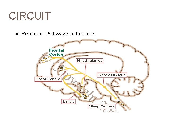 CIRCUIT 