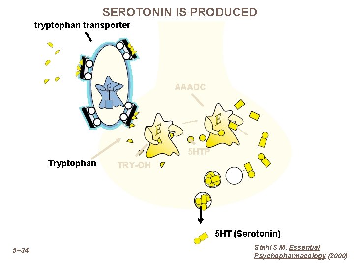 SEROTONIN IS PRODUCED tryptophan transporter AAADC 5 HTP Tryptophan TRY-OH 5 HT (Serotonin) 5
