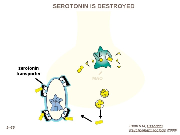 SEROTONIN IS DESTROYED serotonin transporter 5 --35 MAO Stahl S M, Essential Psychopharmacology (2000)