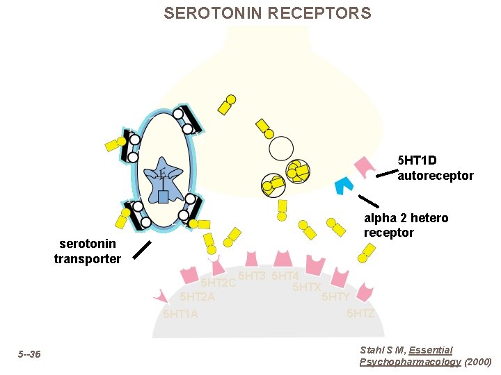 SEROTONIN RECEPTORS 5 HT 1 D autoreceptor alpha 2 hetero receptor serotonin transporter 5