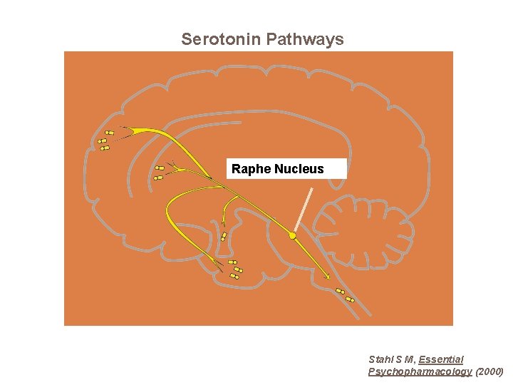 Serotonin Pathways Raphe Nucleus Stahl S M, Essential Psychopharmacology (2000) 