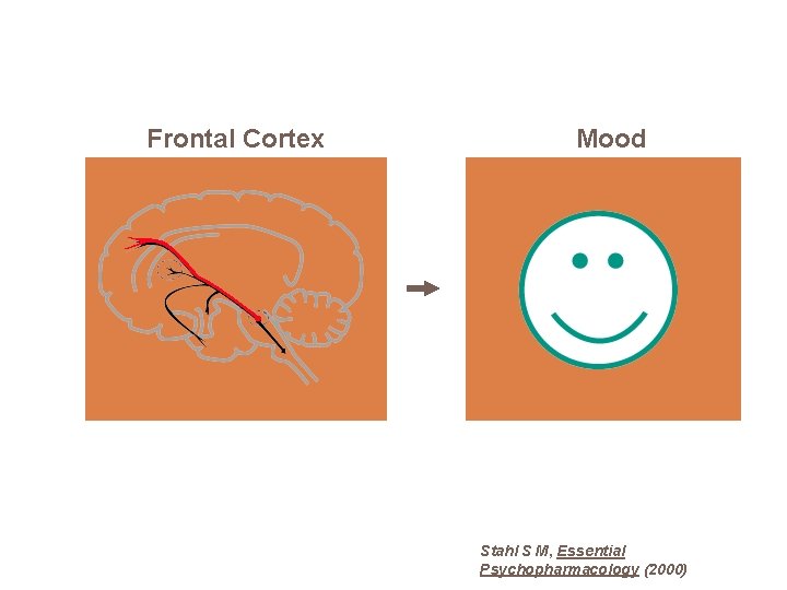 Frontal Cortex Mood Stahl S M, Essential Psychopharmacology (2000) 