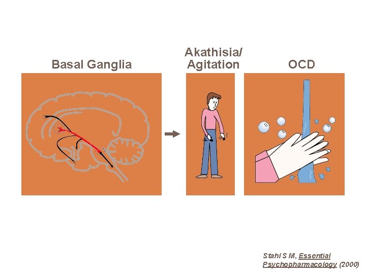 Basal Ganglia Akathisia/ Agitation OCD Stahl S M, Essential Psychopharmacology (2000) 