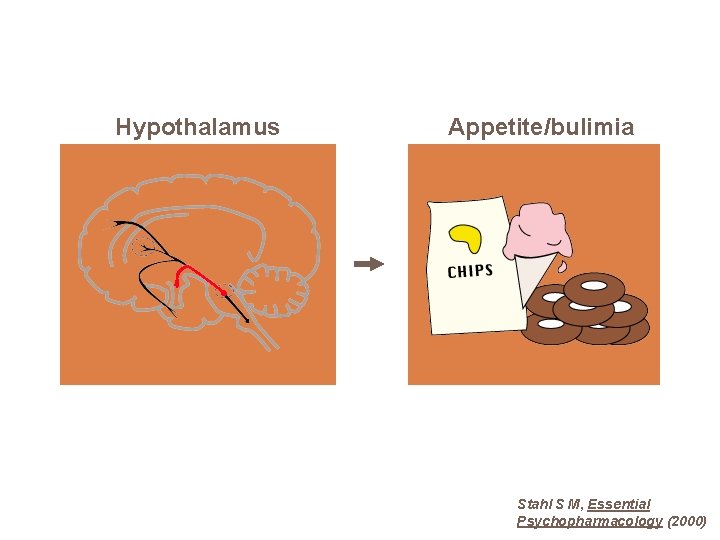 Hypothalamus Appetite/bulimia Stahl S M, Essential Psychopharmacology (2000) 
