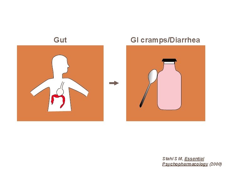 Gut GI cramps/Diarrhea Stahl S M, Essential Psychopharmacology (2000) 