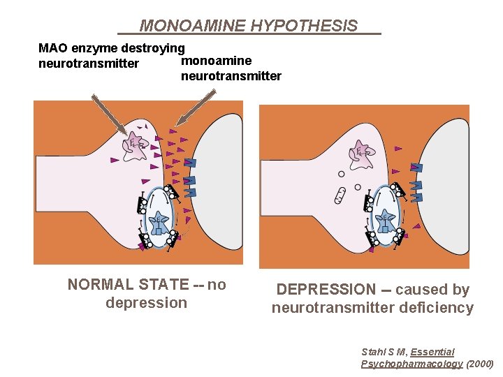 MONOAMINE HYPOTHESIS MAO enzyme destroying monoamine neurotransmitter NORMAL STATE -- no depression DEPRESSION --