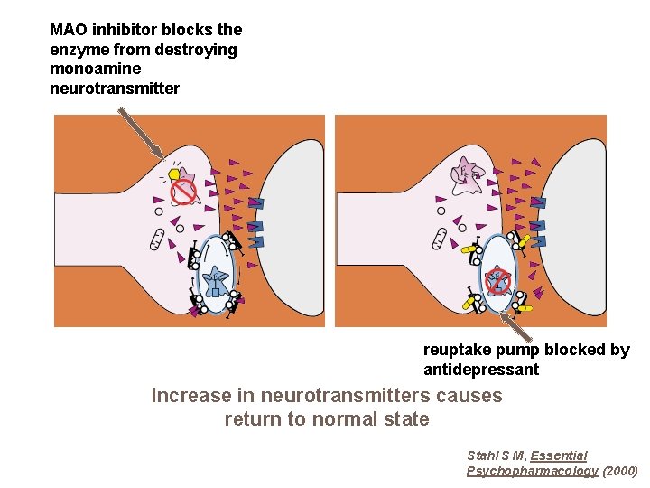 MAO inhibitor blocks the enzyme from destroying monoamine neurotransmitter reuptake pump blocked by antidepressant