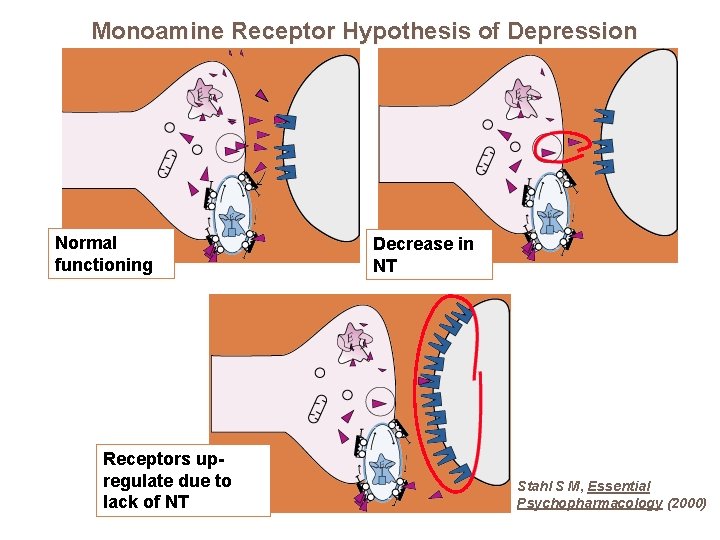 Monoamine Receptor Hypothesis of Depression Normal functioning Receptors upregulate due to lack of NT