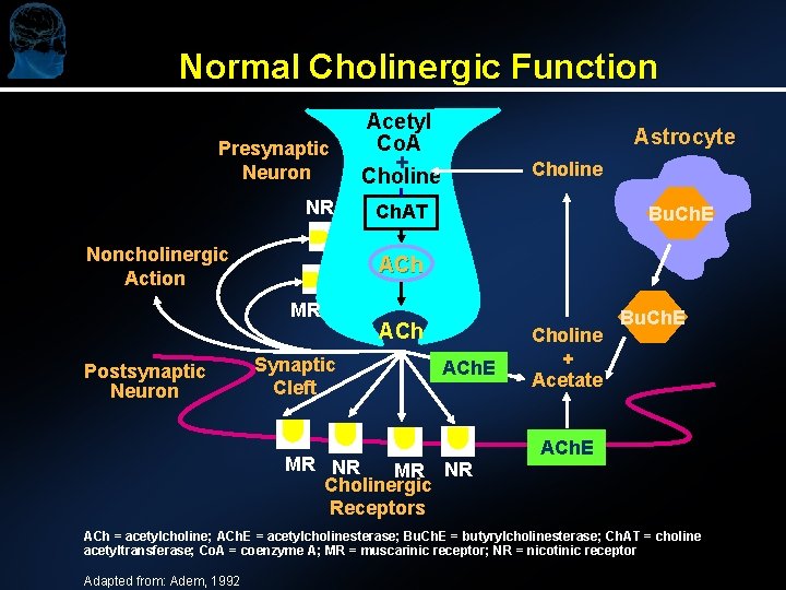 Normal Cholinergic Function Presynaptic Neuron NR Noncholinergic Action Astrocyte Choline Ch. AT Bu. Ch.