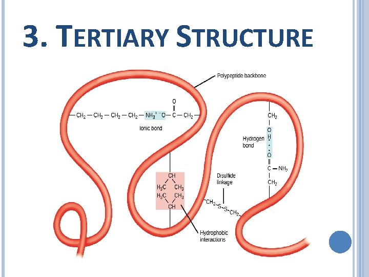 3. TERTIARY STRUCTURE 