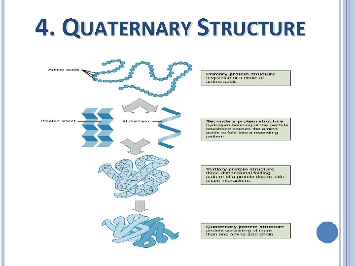 4. QUATERNARY STRUCTURE 