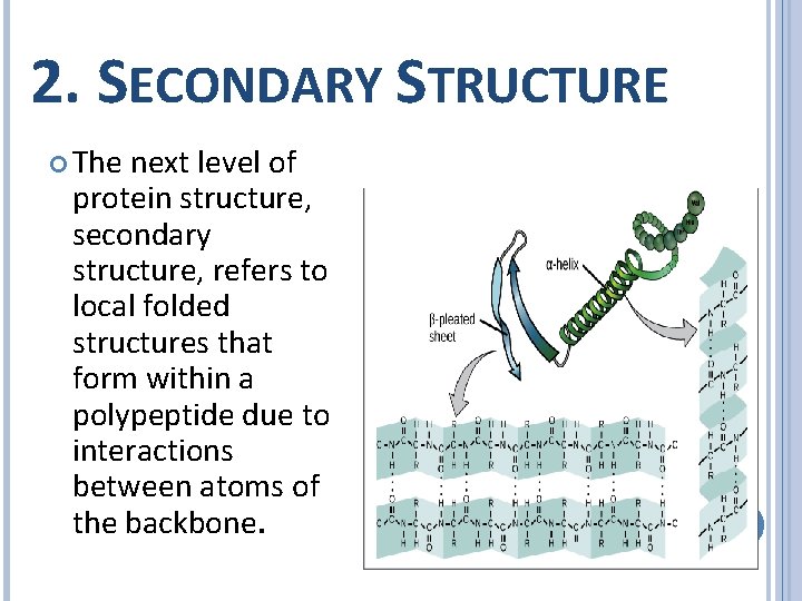 2. SECONDARY STRUCTURE The next level of protein structure, secondary structure, refers to local