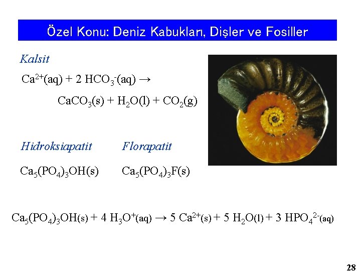 Özel Konu: Deniz Kabukları, Dişler ve Fosiller Kalsit Ca 2+(aq) + 2 HCO 3