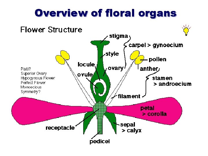 Overview of floral organs Overview of floral organs