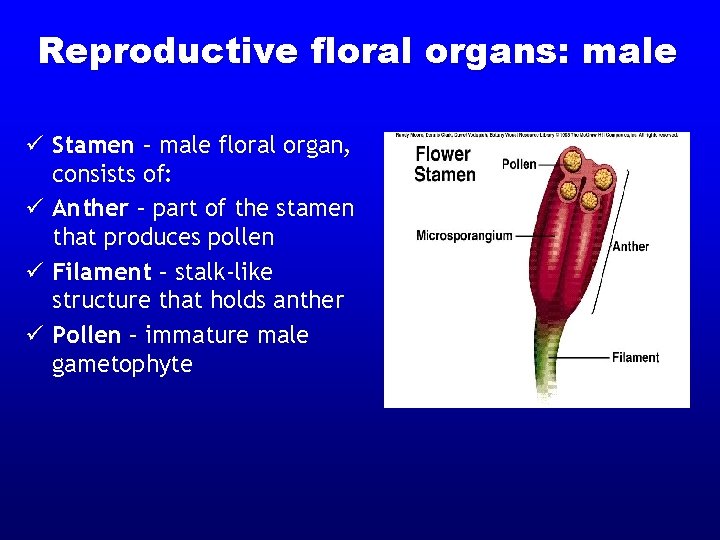 Reproductive floral organs: male ü Stamen – male floral organ, consists of: ü Anther Reproductive floral organs: male ü Stamen – male floral organ, consists of: ü Anther