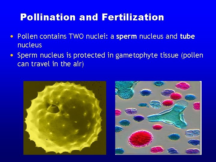 Pollination and Fertilization • Pollen contains TWO nuclei: a sperm nucleus and tube • Pollination and Fertilization • Pollen contains TWO nuclei: a sperm nucleus and tube •