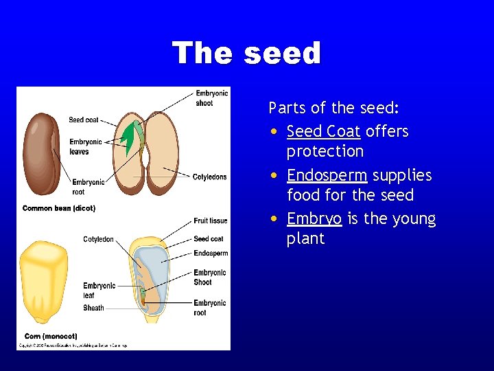 The seed Parts of the seed: • Seed Coat offers protection • Endosperm supplies The seed Parts of the seed: • Seed Coat offers protection • Endosperm supplies