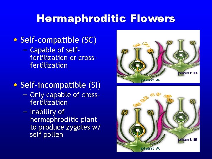 Hermaphroditic Flowers • Self-compatible (SC) – Capable of selffertilization or crossfertilization • Self-incompatible (SI) Hermaphroditic Flowers • Self-compatible (SC) – Capable of selffertilization or crossfertilization • Self-incompatible (SI)