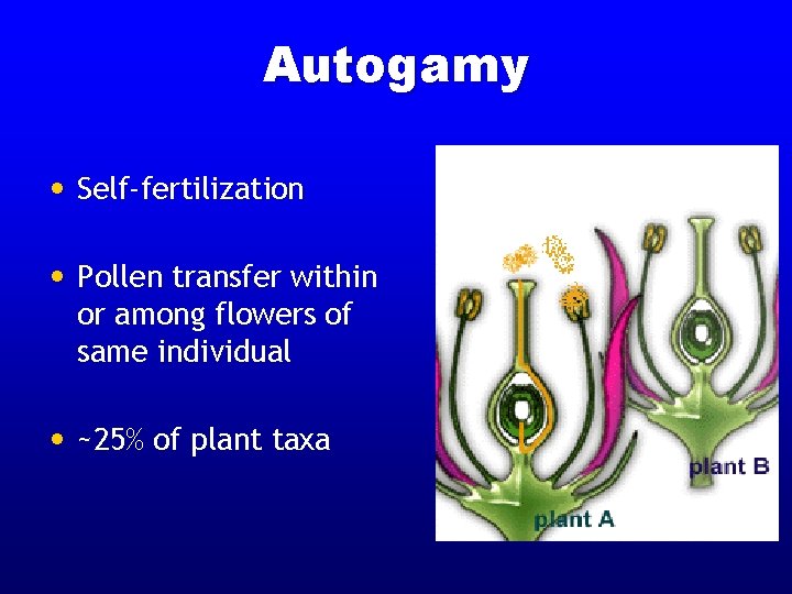 Autogamy • Self-fertilization • Pollen transfer within or among flowers of same individual • Autogamy • Self-fertilization • Pollen transfer within or among flowers of same individual •