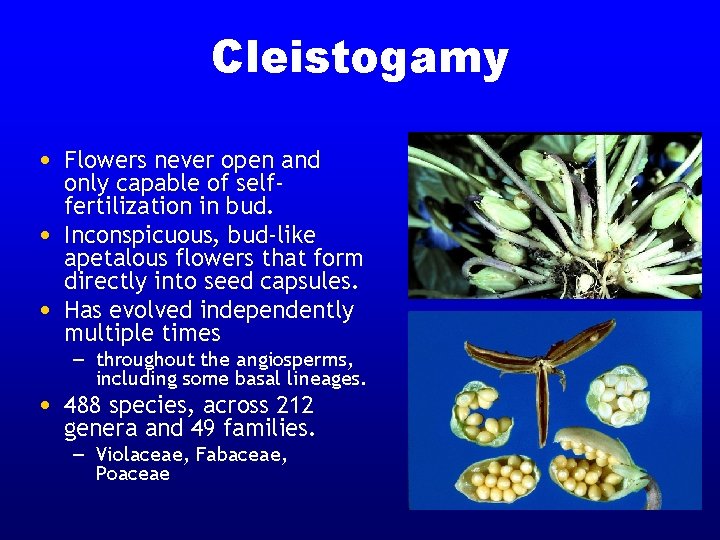 Cleistogamy • Flowers never open and • • only capable of selffertilization in bud. Cleistogamy • Flowers never open and • • only capable of selffertilization in bud.