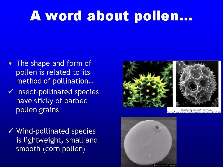 A word about pollen… • The shape and form of pollen is related to A word about pollen… • The shape and form of pollen is related to