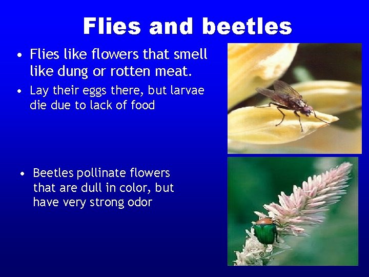 Flies and beetles • Flies like flowers that smell like dung or rotten meat. Flies and beetles • Flies like flowers that smell like dung or rotten meat.