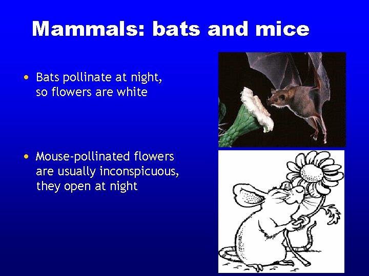 Mammals: bats and mice • Bats pollinate at night, so flowers are white • Mammals: bats and mice • Bats pollinate at night, so flowers are white •