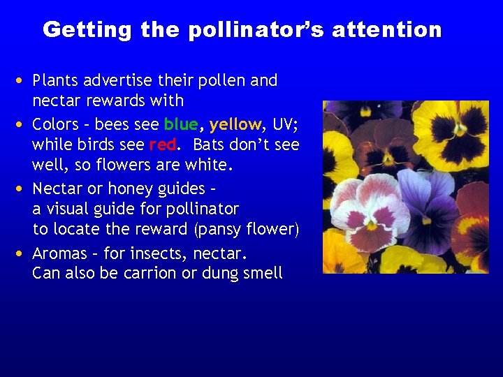 Getting the pollinator’s attention • Plants advertise their pollen and • • • nectar Getting the pollinator’s attention • Plants advertise their pollen and • • • nectar