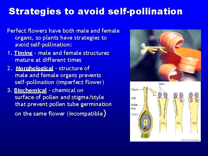 Strategies to avoid self-pollination Perfect flowers have both male and female organs, so plants Strategies to avoid self-pollination Perfect flowers have both male and female organs, so plants
