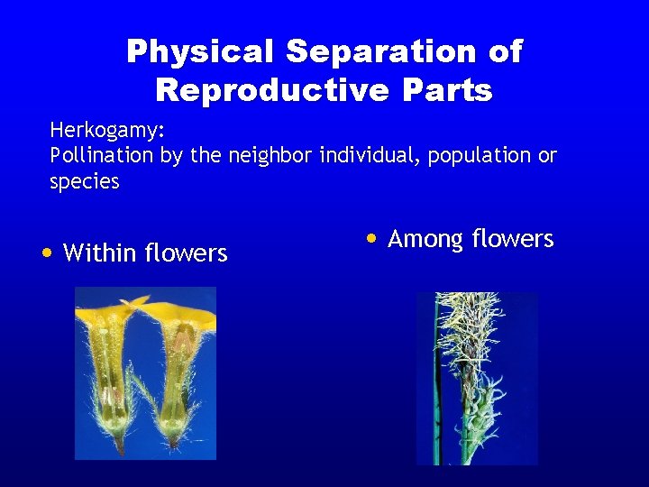 Physical Separation of Reproductive Parts Herkogamy: Pollination by the neighbor individual, population or species Physical Separation of Reproductive Parts Herkogamy: Pollination by the neighbor individual, population or species