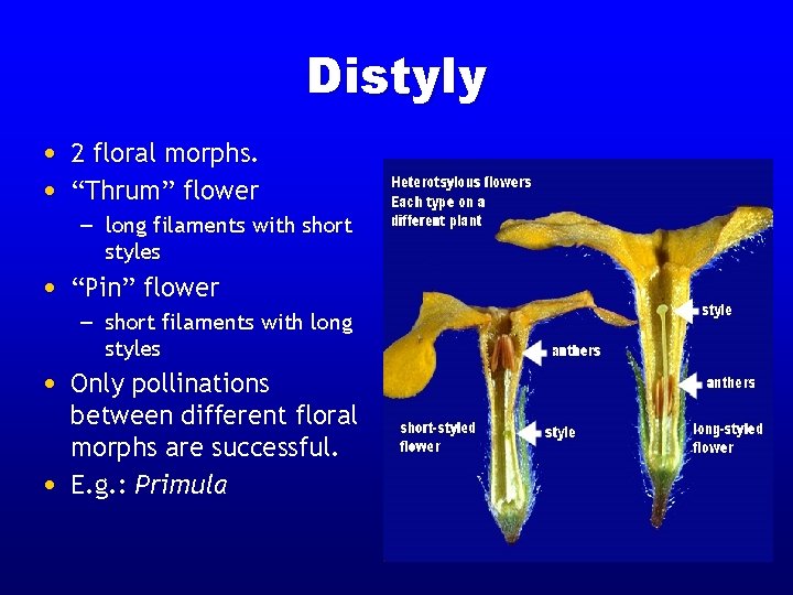 Distyly • 2 floral morphs. • “Thrum” flower – long filaments with short styles Distyly • 2 floral morphs. • “Thrum” flower – long filaments with short styles
