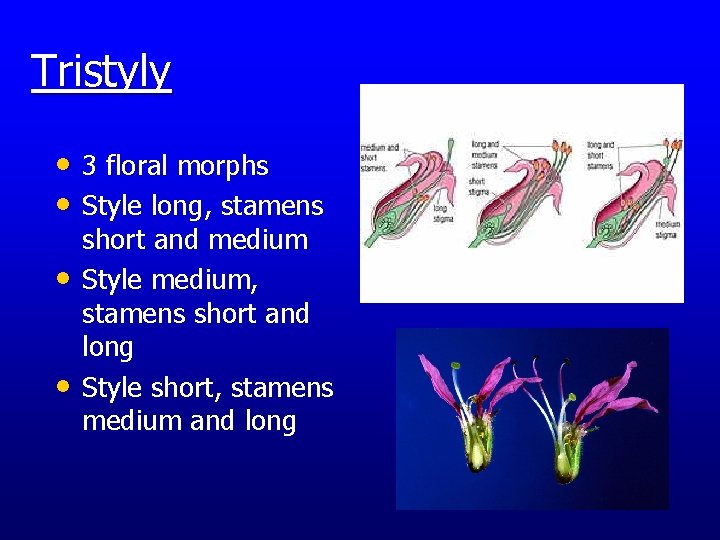Tristyly • 3 floral morphs • Style long, stamens • • short and medium Tristyly • 3 floral morphs • Style long, stamens • • short and medium