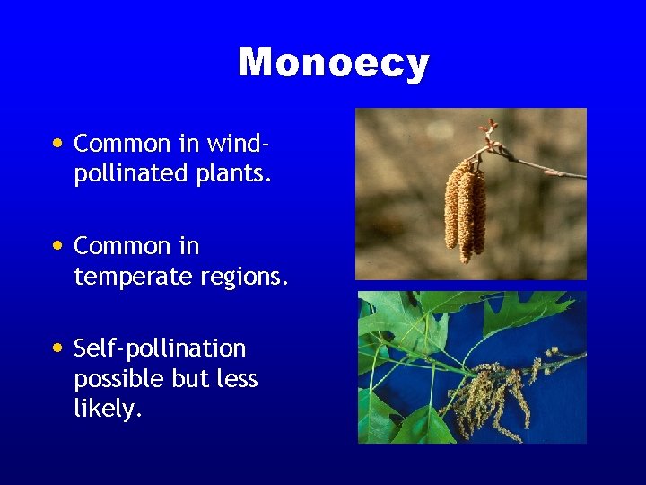 Monoecy • Common in wind- pollinated plants. • Common in temperate regions. • Self-pollination Monoecy • Common in wind- pollinated plants. • Common in temperate regions. • Self-pollination