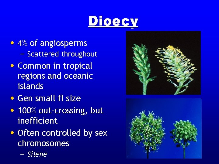 Dioecy • 4% of angiosperms – Scattered throughout • Common in tropical regions and Dioecy • 4% of angiosperms – Scattered throughout • Common in tropical regions and