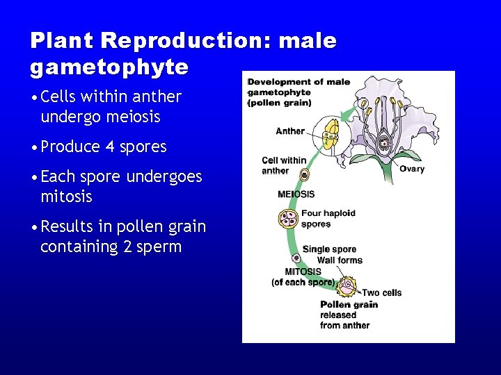 Plant Reproduction: male gametophyte • Cells within anther undergo meiosis • Produce 4 spores Plant Reproduction: male gametophyte • Cells within anther undergo meiosis • Produce 4 spores