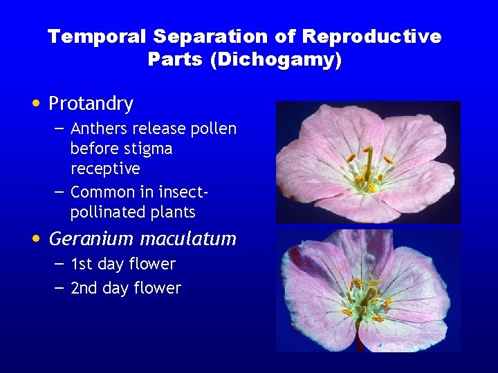 Temporal Separation of Reproductive Parts (Dichogamy) • Protandry – Anthers release pollen before stigma Temporal Separation of Reproductive Parts (Dichogamy) • Protandry – Anthers release pollen before stigma