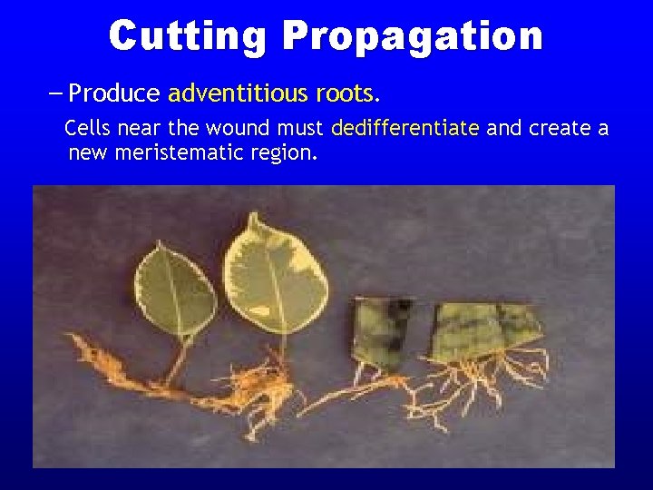 Cutting Propagation – Produce adventitious roots. Cells near the wound must dedifferentiate and create Cutting Propagation – Produce adventitious roots. Cells near the wound must dedifferentiate and create
