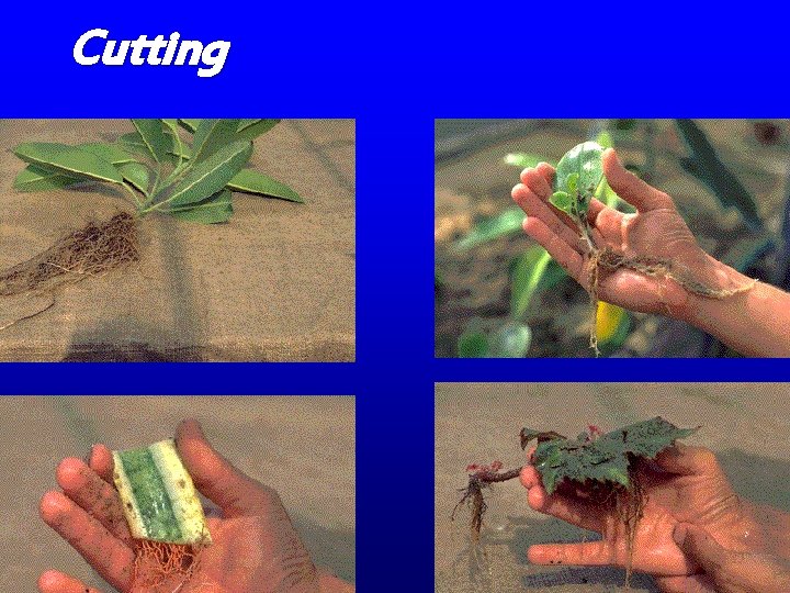 Cutting • Cutting •