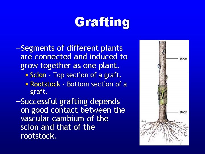 Grafting –Segments of different plants are connected and induced to grow together as one Grafting –Segments of different plants are connected and induced to grow together as one