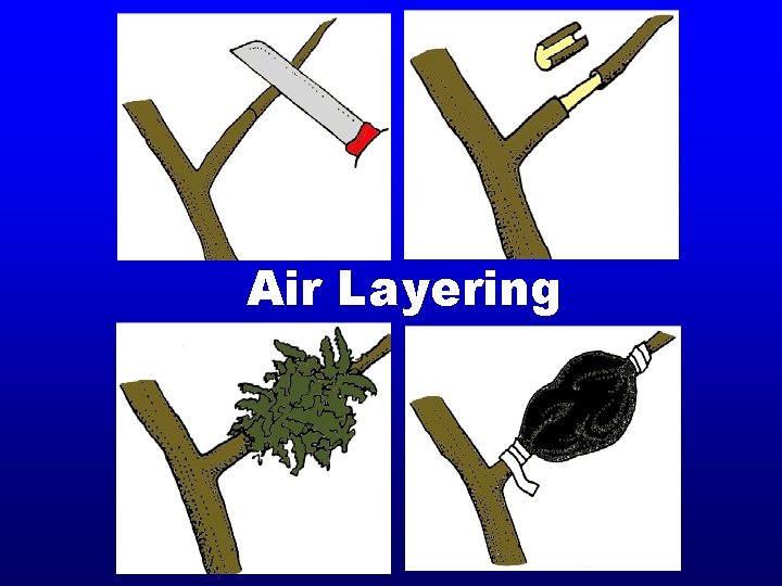 Air Layering Air Layering