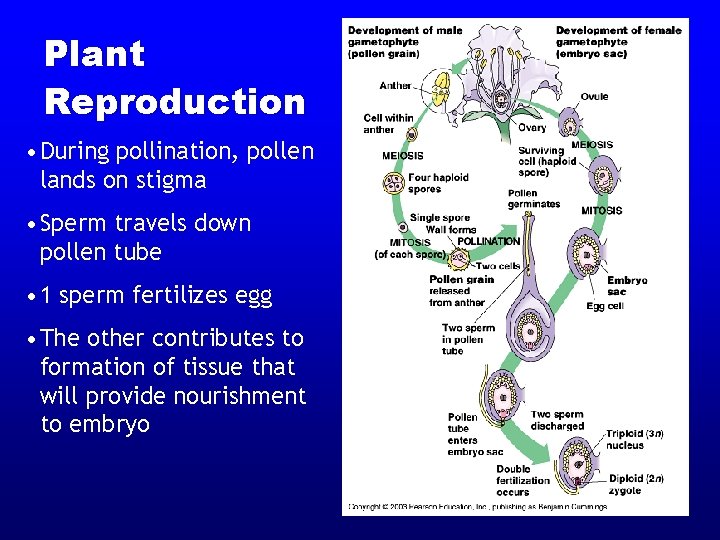 Plant Reproduction • During pollination, pollen lands on stigma • Sperm travels down pollen Plant Reproduction • During pollination, pollen lands on stigma • Sperm travels down pollen
