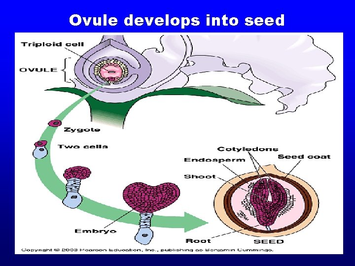 Ovule develops into seed Ovule develops into seed