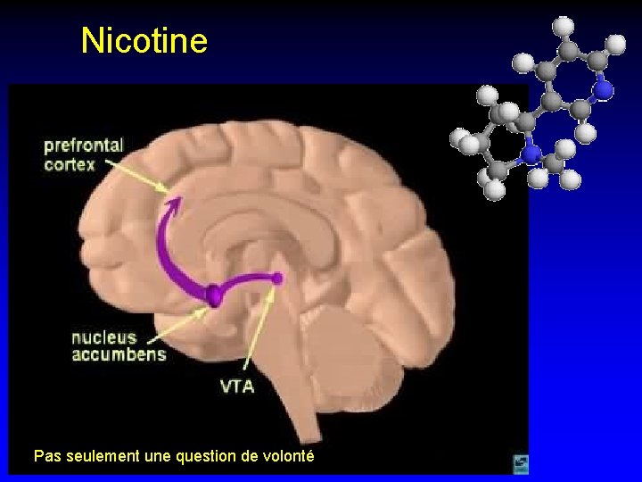 Nicotine Pas seulement une question de volonté 