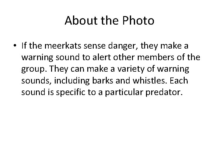 About the Photo • If the meerkats sense danger, they make a warning sound